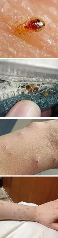 非滞留性的药剂通常无法杀死臭虫的卵,所以使用滞留性的药剂会更加