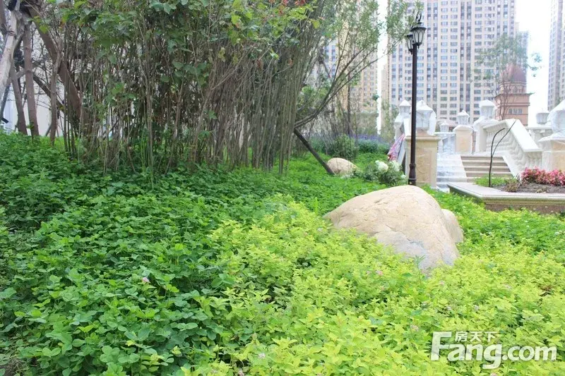 跃金水湾的夏天之美-龙跃·金水湾业主论坛- 哈