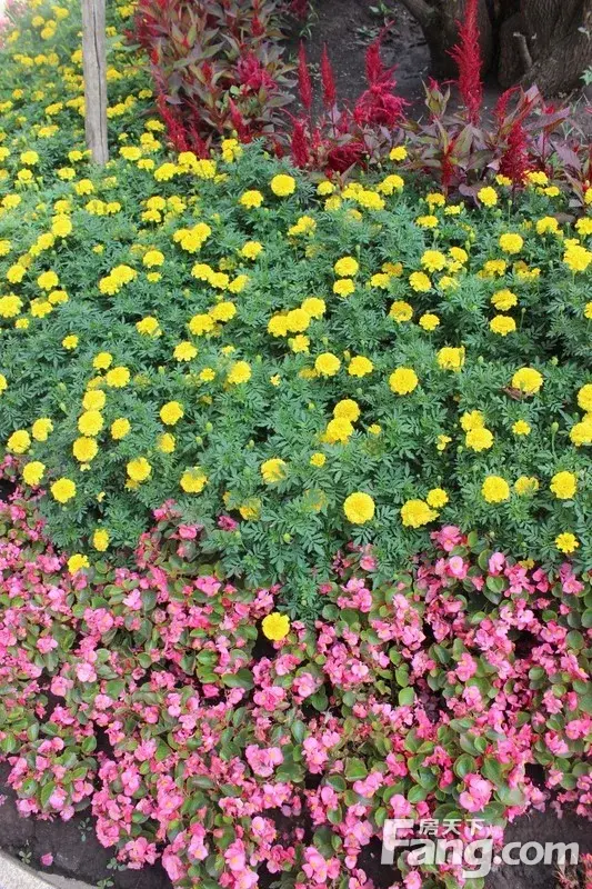 跃金水湾的夏天之美-龙跃·金水湾业主论坛- 哈