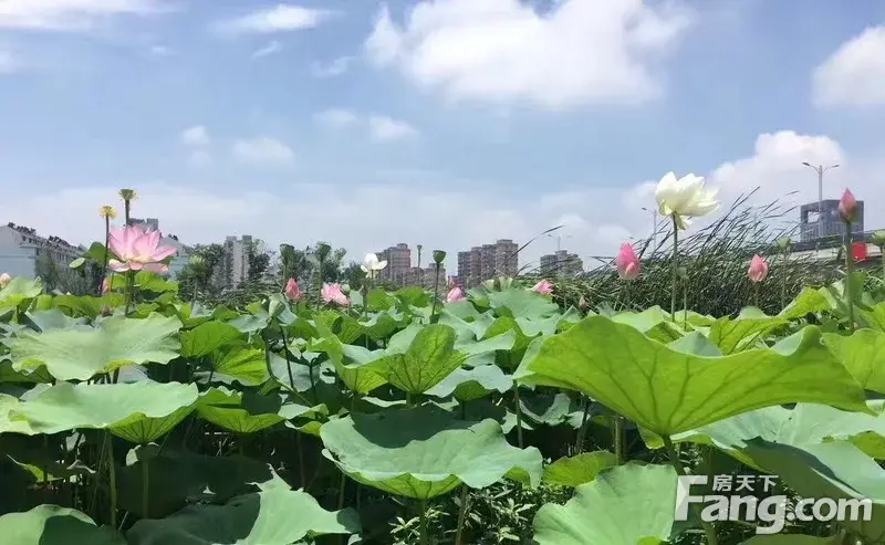 大丹堤的荷花美如画!
