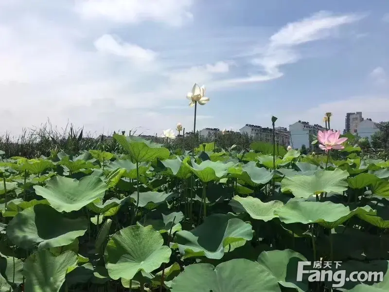 大丹堤的荷花美如画!
