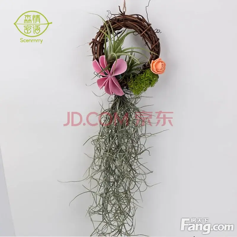 推荐一些微景观摆件，室内盆栽绿植网购空气凤梨