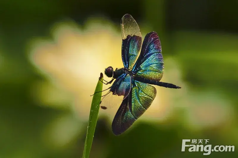 ĵ