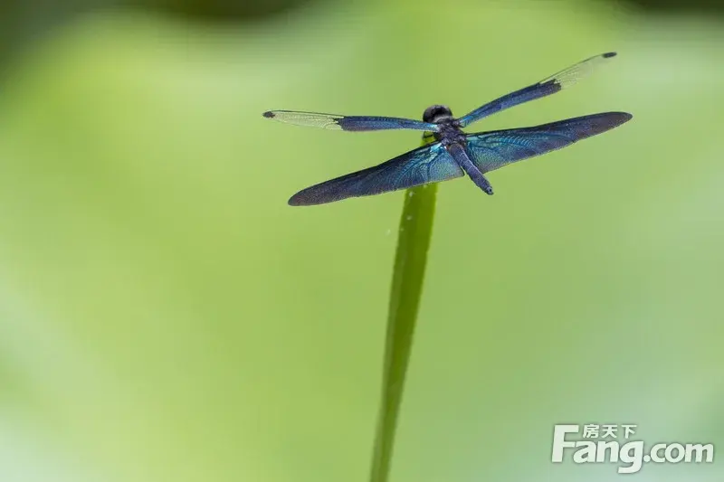 ĵ