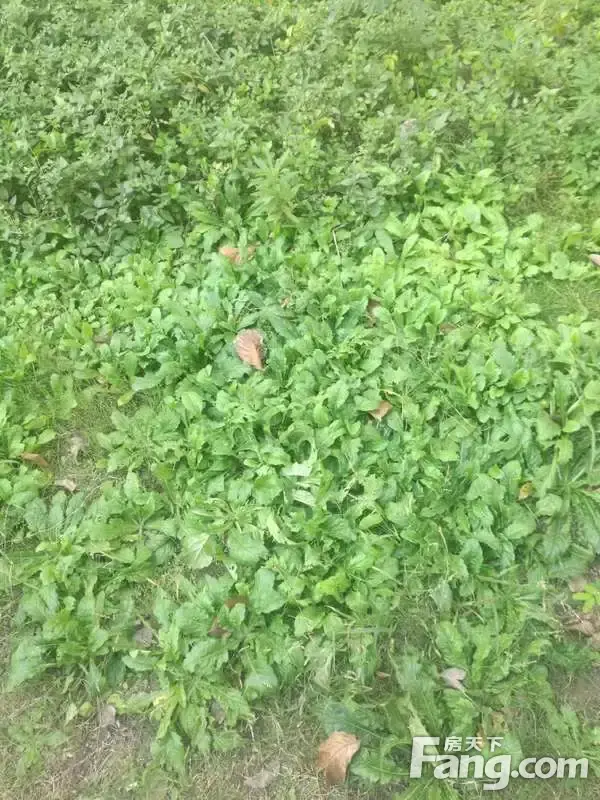 xӲƷֲ