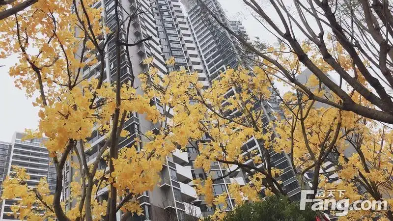 保利领秀前城一期青秀郡交房了