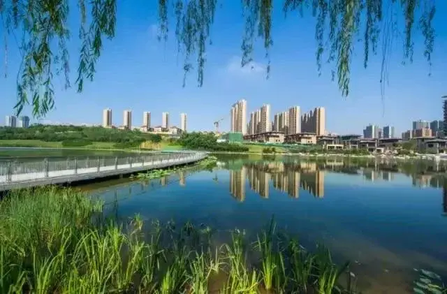 Z巣