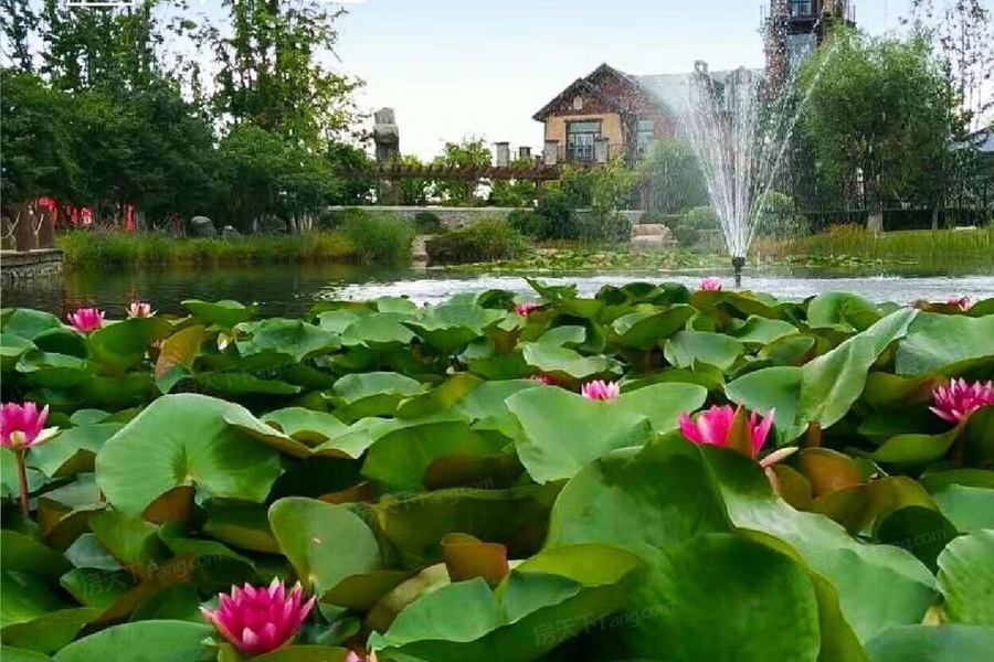 实景图:荷花池实景图