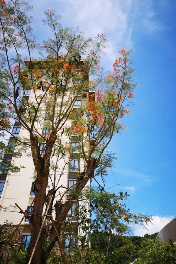实景图:小区楼栋近景