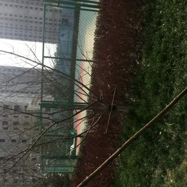 Զǰڽս