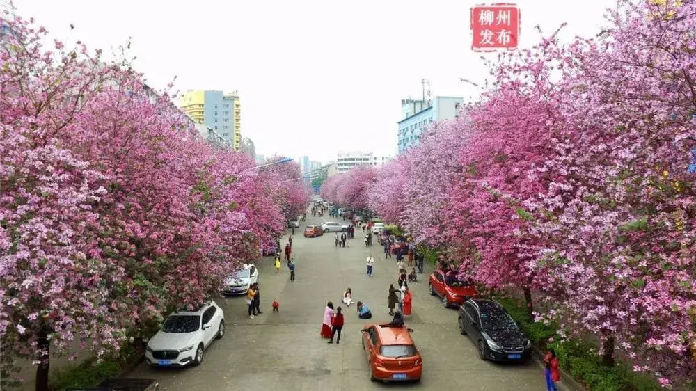 最全拍花攻略来了柳州最美花街竟然在这里