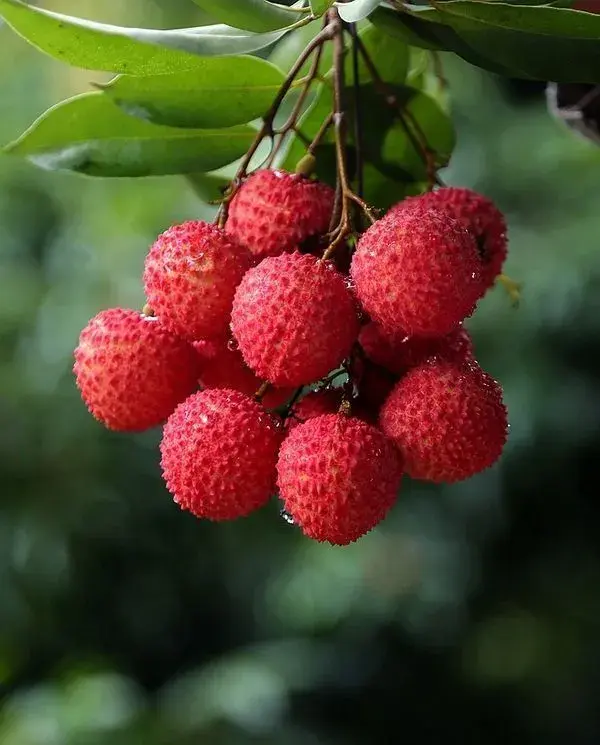 竹筏泛舟,特色荔枝带你嗨一"夏"!图片