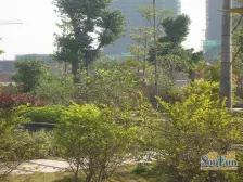 独栋别墅 对流通透 带前后花园及300几方地下车库