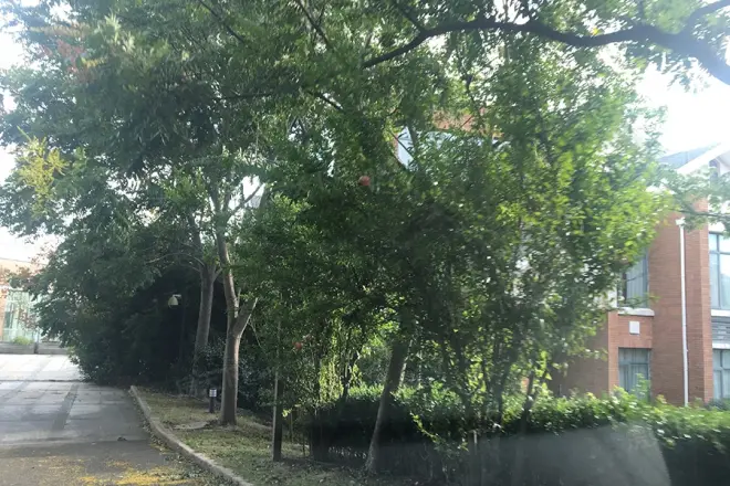 天海竹深明月