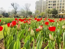 新湖庐山国际 3室2厅 南 北