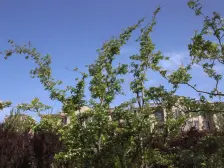 精装电梯洋房,位置好,视野开阔 海河双景