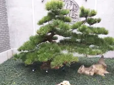 佛山新城 佛山泰禾院子 一线江景 望东平河 开阔视野