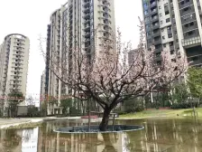 房龄新 视野好 环境好 嘉闵线 人车分流 诚意出售