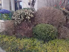 南山首府南北通厅一楼有庭院位置好户型好绿化高