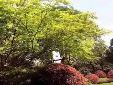 地铁口九年制名校 教育无优 精装通透三房 新力物业