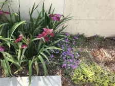 轻轨24号线旁金科品质洋房全朝中庭