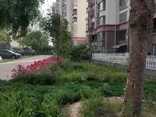 观海绿岛 1室1厅 南