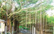 亚婆角海滨旅游区一树成林