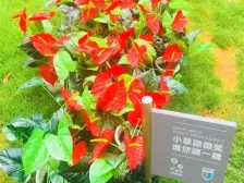 卢塞恩 法式别墅 有院子 有露台 低密社区 环境好