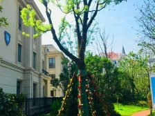 近九龙湖湿地公园,环境优美,联排别墅