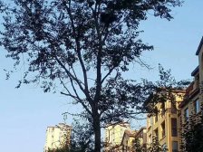 阳光首院精装修别墅位置好,南北通透