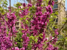 锦泰玫瑰园 3室2厅 南 北