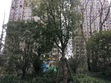 新上清水毛坯+日照时间充足+近轨交