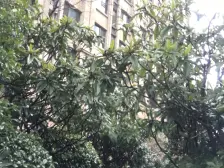 高楼层,大名城,精装修,带车位,凤凰楼层