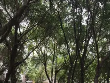 凤天路 芳草地城市先锋四房