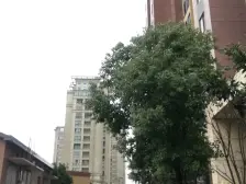 电梯房,大开间,品质小区,复古风格,诚意出售