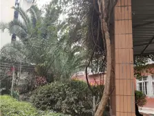 有孩必看,五朵校花,嘉福苑大两房