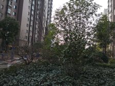 楼*王位置,南北通2房,飞机户型,景观楼层,满五惟一