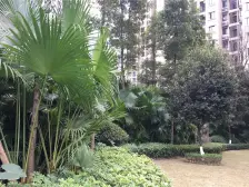 金科步梯花园洋房,一楼带花园。