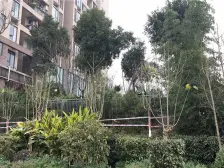 大学城 中渝春华秋实二期二房65万