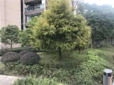 回龙湾 招商科苑四房215万