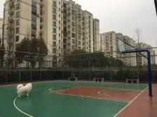 精装修 西边套 拎包入住 电梯房 一看一个不吱声