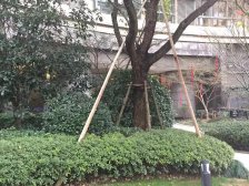 徐家汇顶奢|2015年次新房|人车分流|管家式服务
