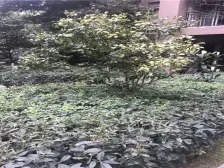 顶跃洋房,精装修,赠送面积大