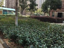 产权清晰 无抵押 2梯4户