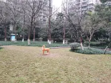 物业好,小区绿化好,生活配套成熟 适合居家