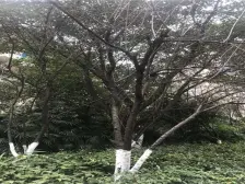 :此房满5年,底楼带大花园,端户,,业主诚意出售!