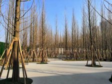 中央公园 万科森林公园林涧四房190万