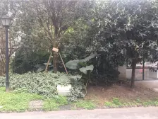 鹅岭一品 3室2厅 南