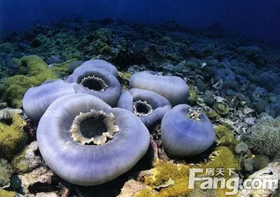 — 形状各异的香菇珊瑚