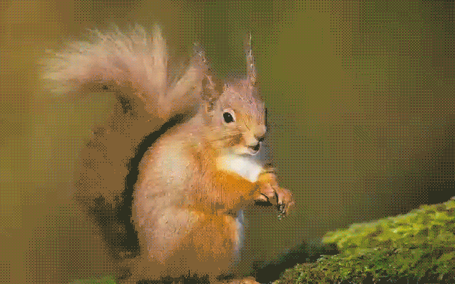 有号称百鸟之王的孔雀,有体型 ,奔跑 快的鸵鸟,还有灵巧百变的鹦鹉.